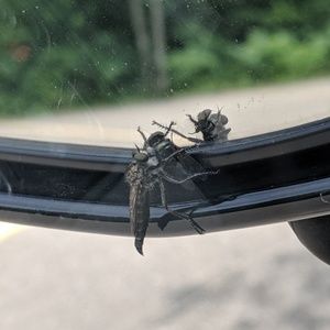 Meet your Posher, Paul